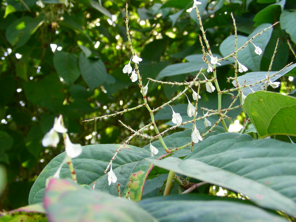 molto invasiva: Reynoutria  (= Fallopia) japonica
